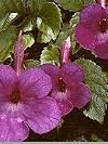 Achimenes