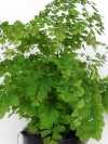 Adiantum