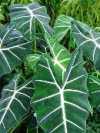 Zur Pflegeanleitung: Alocasia 