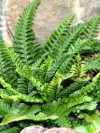 Zur Pflegeanleitung: Asplenium