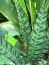 Calathea arten