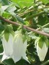 Campanula