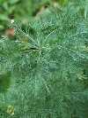 Artemisia abrotanum, Eberraute