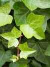 Hedera 
									/ Efeu