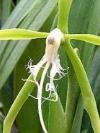 Epidendrum