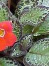 Episcia