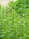Artemisia dracunculus, Estragon