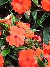 Impatiens