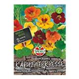 Kapuzinerkresse