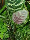 Maranta