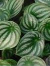 Peperomia