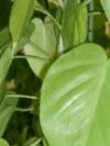 Philodendron