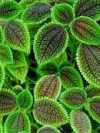 Pilea