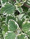 Plectranthus / Harfenstrauch