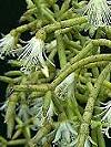 Rhipsalis