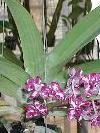 Rhynchostylis