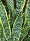 Sansevieria