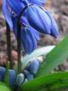 Scilla