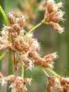 Scirpus