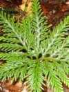 Selaginella