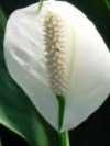 Spathiphyllum