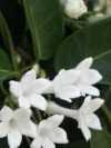 Stephanotis