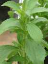 Stevia Pflanze