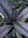 Strobilanthes