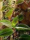 Tradescantia